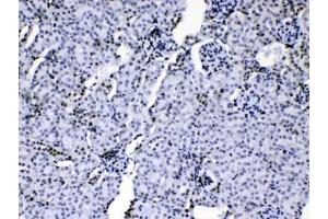 IHC testing of mouse kidney tissue with hnRNP A1 antibody at 1ug/ml. (HNRNPA1 antibody  (AA 8-42))