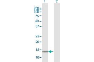 KIAA0101 antibody  (AA 1-111)