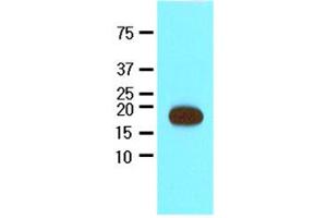 Western blot analysis: Recombinant Streptavidin protein (17kDa) were resolved by SDSPAGE, transferred to NC membrane and probed with anti-Streptavidin (1:2000). (Streptavidin antibody)