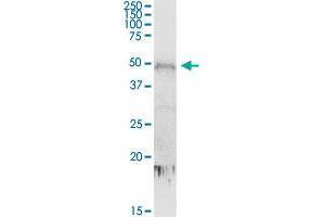 CDC2L6 MaxPab rabbit polyclonal antibody. (CDK19 antibody  (AA 1-502))