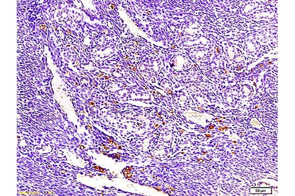 ECM1 antibody  (AA 488-567)
