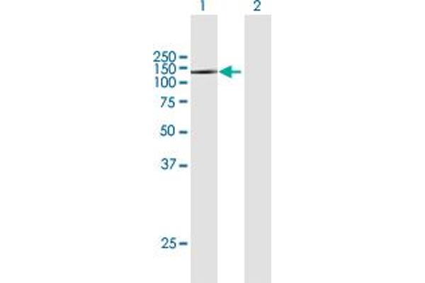 MMRN2 antibody  (AA 1-949)