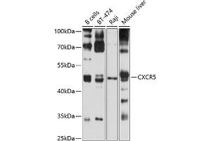 Western blot analysis of extracts of various cell lines, using CXCR5 antibody (ABIN6134268, ABIN6139288, ABIN6139289 and ABIN6220896) at 1:1000 dilution. (CXCR5 antibody  (C-Term))