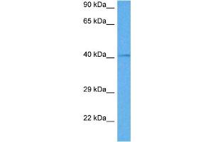 Host:  Rabbit  Target Name:  GATA5  Sample Tissue:  Mouse Testis  Antibody Dilution:  1ug/ml (GATA5 antibody  (C-Term))