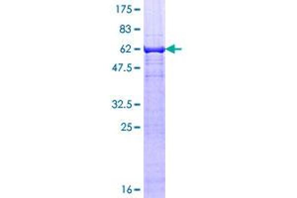 TEAD3 Protein (AA 1-324) (GST tag)