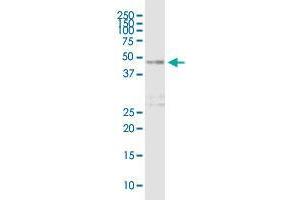 DOC2B MaxPab polyclonal antibody. (DOC2B antibody  (AA 1-412))