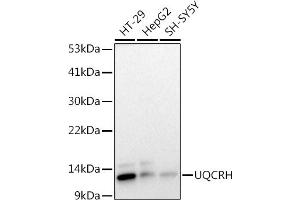 Western blot analysis of extracts of various cell lines, using (ABIN7271126) at 1:1000 dilution. (UQCRH antibody)