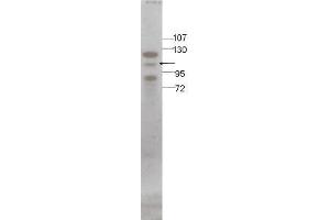 Image no. 1 for anti-STAT5 A/B (STAT5 A/B) (C-Term) antibody (ABIN296137) (STAT5 A/B antibody  (C-Term))