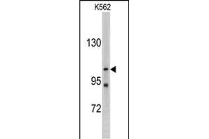 Western blot analysis of LLGL2 antibody (C-term) (ABIN388991 and ABIN2839224) in K562 cell line lysates (35 μg/lane). (LLGL2 antibody  (C-Term))