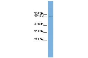 WB Suggested Anti-Eomes Antibody Titration:  0. (EOMES antibody  (Middle Region))