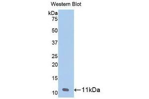 Detection of recombinant CXCL7 using Monoclonal Antibody to Chemokine (C-X-C motif) ligand 7 ( CXCL7) (CXCL7 antibody  (AA 59-128))