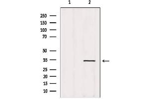Western blot analysis of extracts from Hela, using OR5AT1 Antibody. (OR14A16 antibody  (Internal Region))