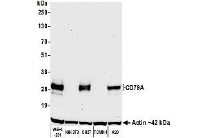 Western Blotting (WB) image for anti-B-cell antigen receptor complex-associated protein alpha chain (CD79A) (AA 176-226) antibody (ABIN7454004) (Recombinant CD79a antibody  (AA 176-226))