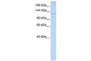 WDR3 antibody (70R-10457) used at 0. (WDR3 antibody  (Middle Region))