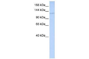 WDR3 antibody (70R-10457) used at 0.