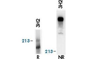 Reactivity of LAMA4 monoclonal antibody, clone 3H2  on human platelet lysate by western blotting (reducing, R and nonreducing, NR conditions). (LAMa4 antibody)