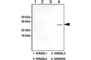 Western blot analysis of recombinant human KIR2DL1 , KIR2DL3 , KIR2DL4 and KIR2DS4 (each 100 ng) were resolved by SDS - PAGE , transferred to PVDF membrane and probed with KIR2DS4 monoclonal antibody , clone 5F2 (1 : 1000)  . (KIR2DS4 antibody  (AA 23-223))
