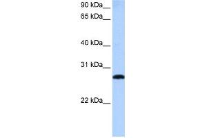 WB Suggested Anti-MLX Antibody Titration:  0. (MLX antibody  (Middle Region))