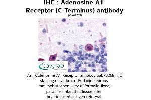 Image no. 1 for anti-Adenosine A1 Receptor (ADORA1) (C-Term) antibody (ABIN1731550) (ADORA1 antibody  (C-Term))