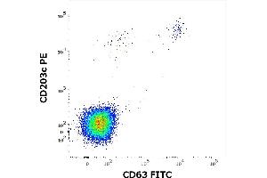 Flow cytometry dot-plot staining pattern of rPhl p 5 recombinant allergen stimulated human peripheral whole blood lymphocytes and basophils of a proven allergic donor stained using anti-human CD63 (MEM-259) FITC and anti-human CD203c (NP4D6) PE antibodies .