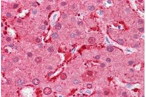 Human Liver: Formalin-Fixed, Paraffin-Embedded (FFPE) (FABP1 antibody  (N-Term))