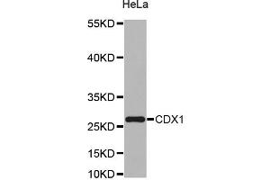 Western blot analysis of extracts of HeLa cell line, using CDX1 antibody. (CDX1 antibody)