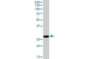 IL27 MaxPab polyclonal antibody. (IL-27 antibody  (AA 1-243))