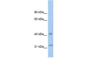 WB Suggested Anti-YWHAQ Antibody Titration:  0. (14-3-3 theta antibody  (N-Term))
