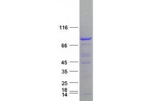 Validation with Western Blot (Cullin 4A Protein (CUL4A) (Transcript Variant 2) (Myc-DYKDDDDK Tag))
