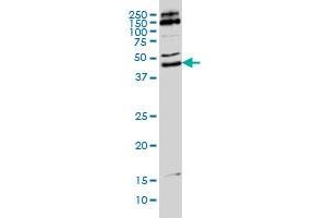 MKRN2 monoclonal antibody (M01), clone 5F8 Western Blot analysis of MKRN2 expression in Hela S3 NE . (MKRN2 antibody  (AA 317-415))