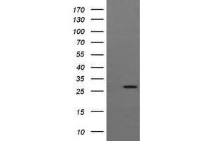 Image no. 2 for anti-Kallikrein 8 (KLK8) antibody (ABIN1498965) (Kallikrein 8 antibody)