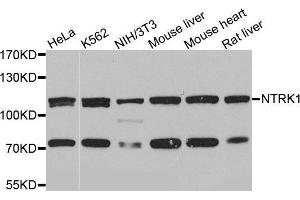 Western blot analysis of extracts of various cell lines, using NTRK1 antibody (ABIN5971124) at 1/1000 dilution. (TRKA antibody)