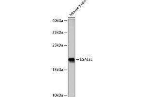 Western blot analysis of extracts of mouse brain, using LGALSL antibody (ABIN7267340) at 1:1000 dilution. (GRP antibody  (AA 1-172))