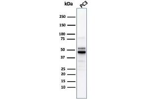 Western Blot Analysis of PC3 cell lysate usingODC1 Rabbit Recombinant Monoclonal Antibody (ODC1/2878R). (Recombinant ODC1 antibody)