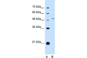 WB Suggested Anti-NR0B1 Antibody Titration:  0. (NR0B1 antibody  (Middle Region))