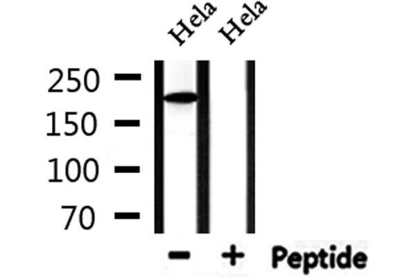 COL5A1 antibody  (N-Term)