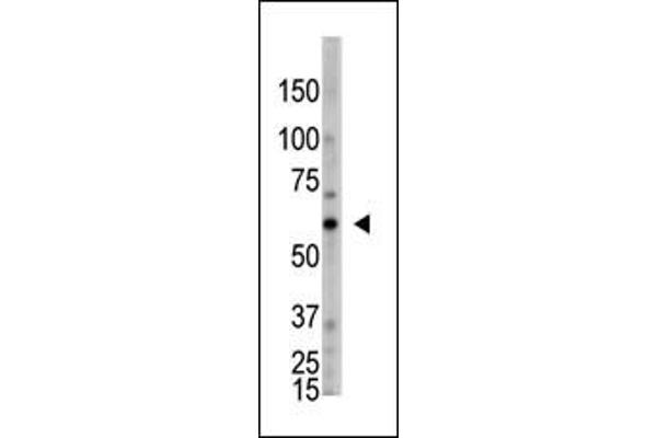 OASL antibody  (C-Term)