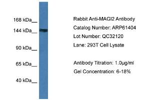 Western Blotting (WB) image for anti-Membrane Associated Guanylate Kinase, WW and PDZ Domain Containing 2 (MAGI2) (N-Term) antibody (ABIN2788791) (MAGI2 antibody  (N-Term))