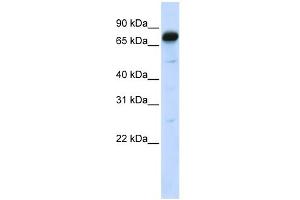 WB Suggested Anti-AMOT Antibody Titration:  0. (Angiomotin antibody  (N-Term))