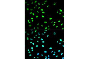Immunofluorescence analysis of HeLa cell using CDC20 antibody. (CDC20 antibody  (AA 1-270))
