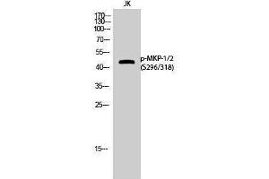 Western Blotting (WB) image for anti-Dual Specificity Phosphatase 1/4 (DUSP1/4) (pSer296), (pSer318) antibody (ABIN3179716) (MKP-1/2 antibody  (pSer296, pSer318))