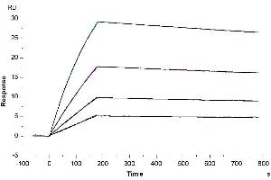 Human IL-10 R alpha, His Tag immobilized on CM5 Chip can bind Biotinylated Human IL-10, His Tag with an affinity constant of 0. (IL-10 Protein (His-Avi Tag,Biotin))