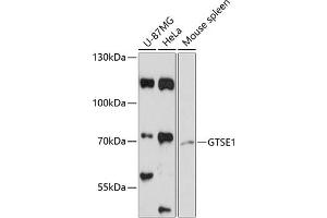 Western blot analysis of extracts of various cell lines, using GTSE1 antibody (ABIN6130408, ABIN6141524, ABIN6141526 and ABIN6218073) at 1:3000 dilution. (GTSE1 antibody  (AA 30-290))