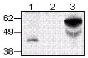 Western Blotting (WB) image for anti-Tumor Necrosis Factor Receptor Superfamily, Member 4 (TNFRSF4) antibody (ABIN2478387) (TNFRSF4 antibody)