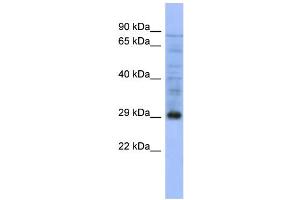 WB Suggested Anti-PSMA5  Antibody Titration: 0. (PSMA5 antibody  (Middle Region))