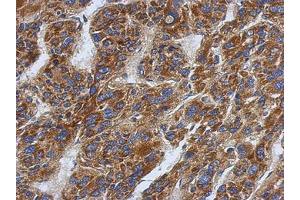Image no. 1 for anti-Sideroflexin 1 (SFXN1) (AA 1-186) antibody (ABIN1500906) (SFXN1 antibody  (AA 1-186))