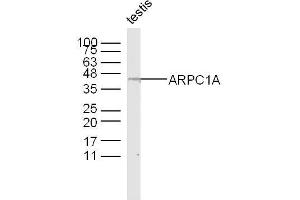 Mouse testis lysates probed with ARPC1A Polyclonal Antibody, Unconjugated  at 1:300 dilution and 4˚C overnight incubation. (ARPC1A antibody  (AA 101-200))