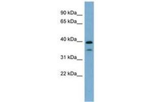 Image no. 1 for anti-Transcription Factor MafA (MAFA) (AA 71-120) antibody (ABIN6741973) (MAFA antibody  (AA 71-120))