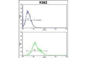 PD2 Antibody (Center) (ABIN653063 and ABIN2842664) flow cytometric analysis of k562 cells (bottom histogr) compared to a negative control cell (top histogr). (AMPD2 antibody  (AA 187-217))