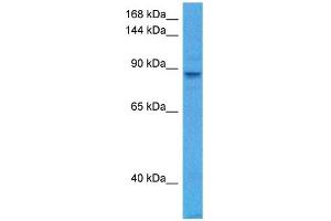 Host:  Mouse  Target Name:  MCM6  Sample Tissue:  Mouse Testis  Antibody Dilution:  1ug/ml (MCM6 antibody  (Middle Region))